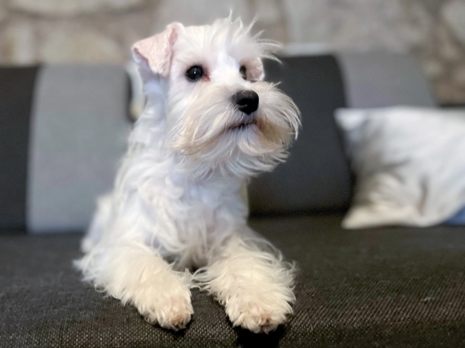 Zwergschnauzer Welpe kaufen
