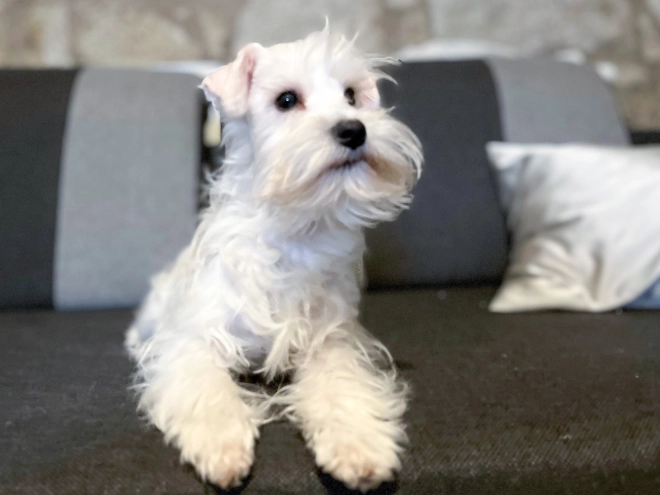 Zwergschnauzer Welpe kaufen