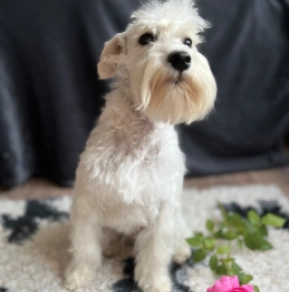 Perros Schnauzer Miniatura en venta