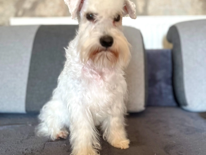 Miniature Schnauzer puppy for sale