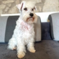 Dreamfyre, white Zwergschnauzer Welpen kaufen