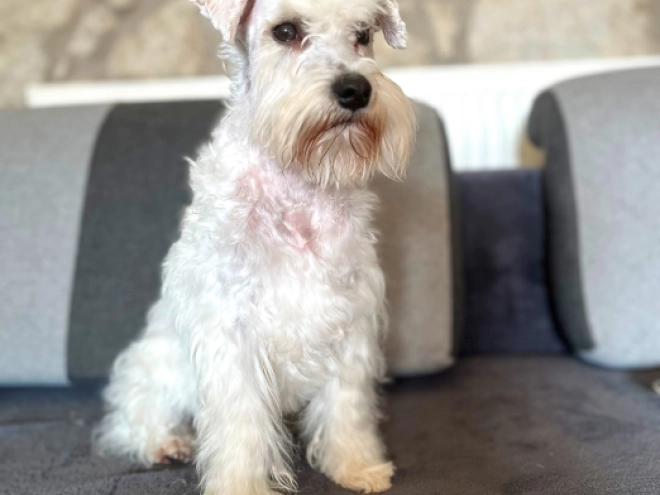 Miniature Schnauzer puppy for sale