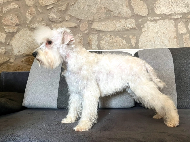 Miniature Schnauzer puppy for sale