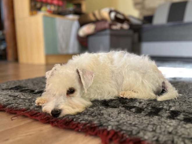 Miniature Schnauzer puppy for sale