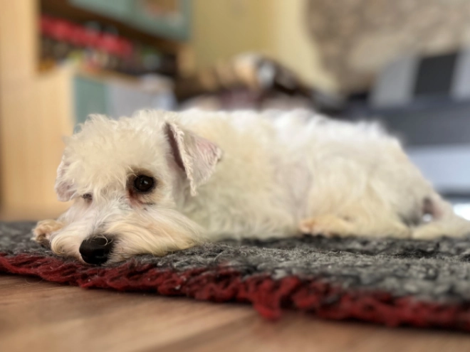 Miniature Schnauzer puppy for sale