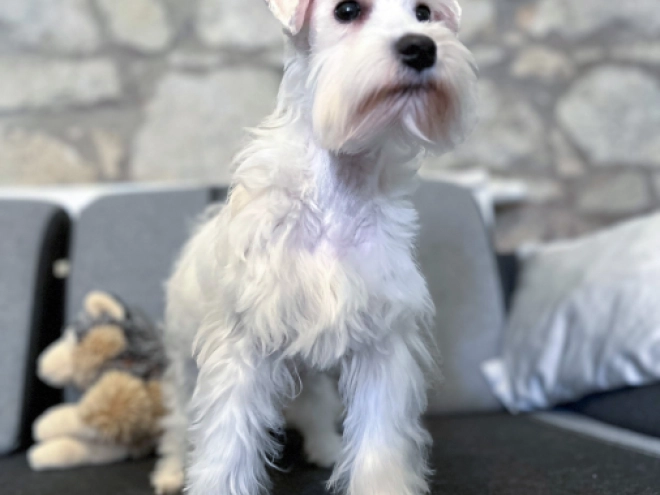 Miniature Schnauzer puppy for sale