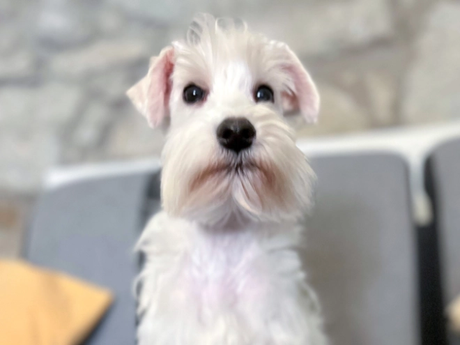 Miniature Schnauzer puppy for sale