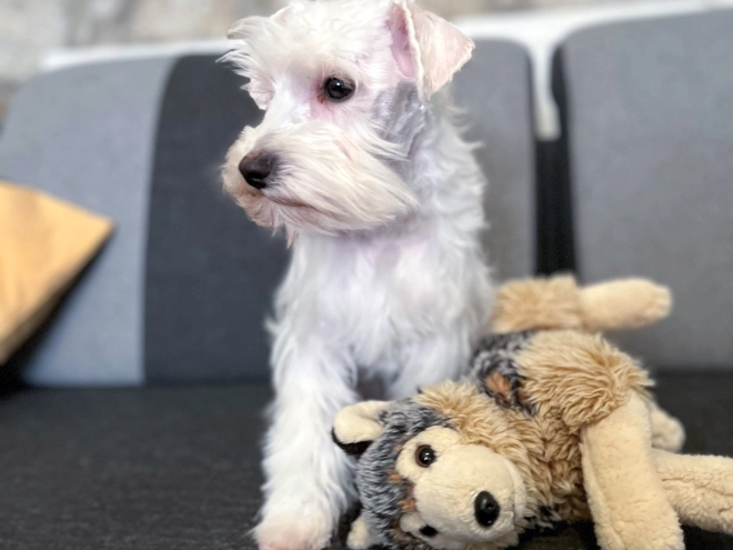 Miniature Schnauzer puppy for sale