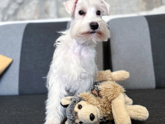 Miniature Schnauzer puppy for sale