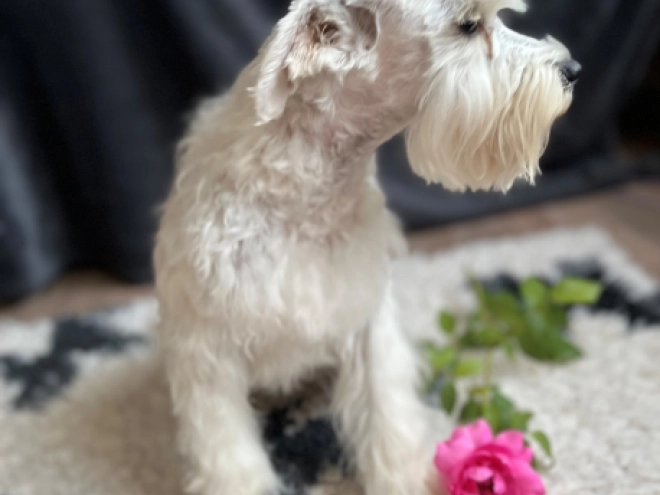 Perros Schnauzer Miniatura en venta