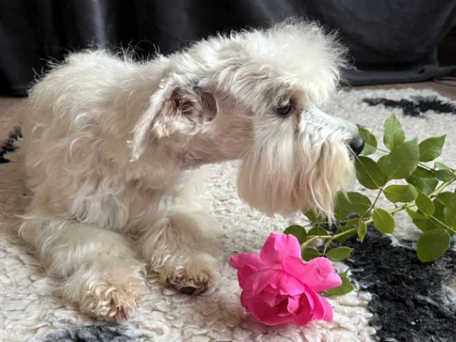 Perros Schnauzer Miniatura en venta