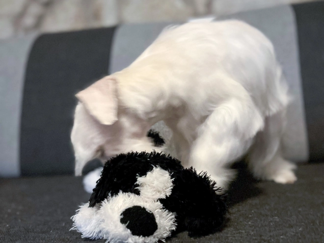 Miniature Schnauzer puppy for sale