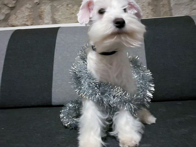 Zwergschnauzer Welpe zu verkaufen