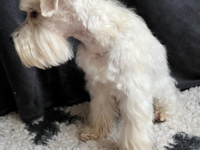 Miniature Schnauzer puppy for sale