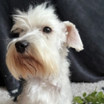 Caraxes, white Zwergschnauzer Welpen kaufen
