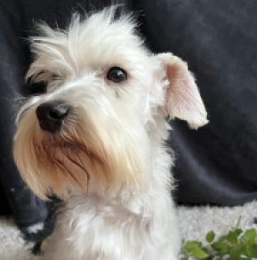 Perros Schnauzer Miniatura en venta