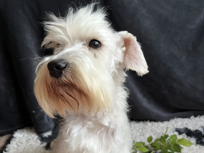 Miniature Schnauzer puppy for sale