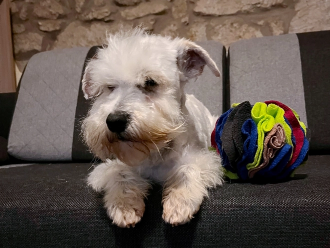 Zwergschnauzer Welpe kaufen