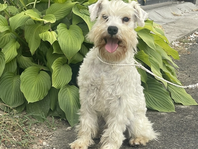 Miniature Schnauzer puppy for sale