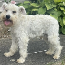 Vermax, white Zwergschnauzer Welpen kaufen