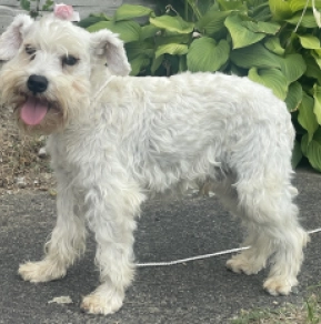 Vermax, white Schnauzer Miniatura en venta