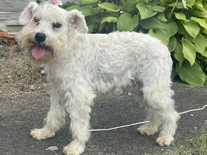 Miniature Schnauzer puppy for sale