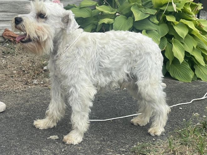 Miniature Schnauzer puppy for sale