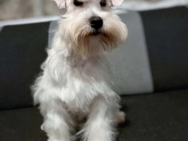 Miniature Schnauzer puppy for sale