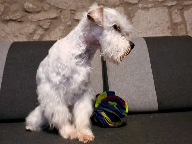 Zwergschnauzer Welpe kaufen