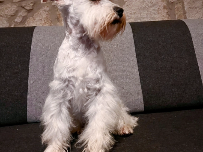 Zwergschnauzer Welpe kaufen