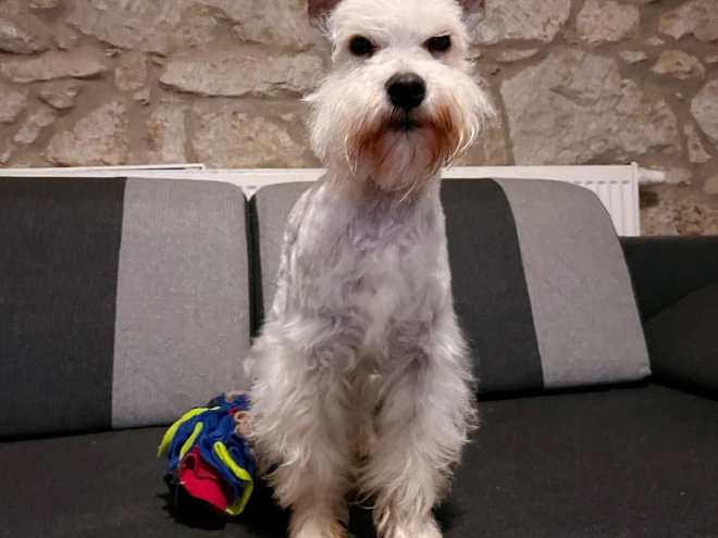 Zwergschnauzer Welpe kaufen