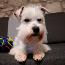 Vermax, white Schnauzer Miniatura en venta