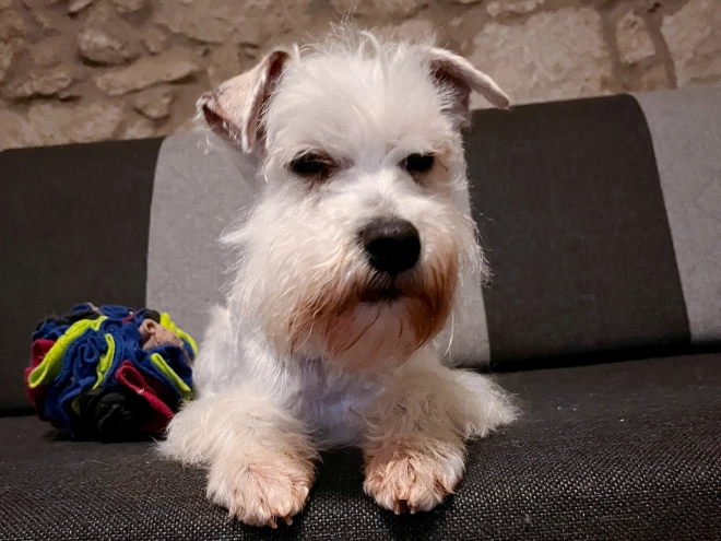 Zwergschnauzer Welpe kaufen