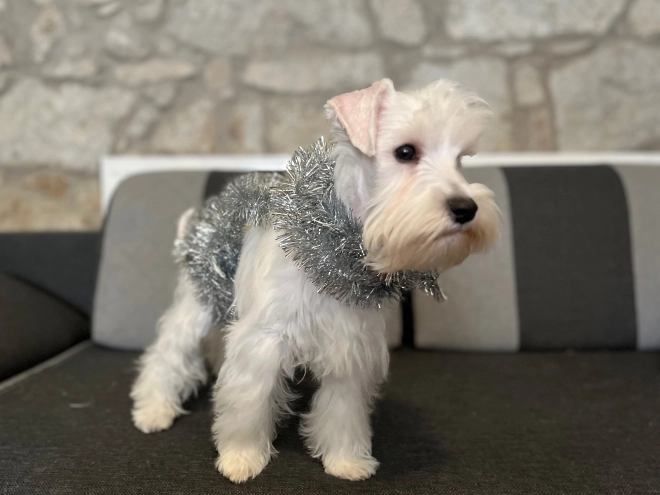 Miniature Schnauzer puppy for sale