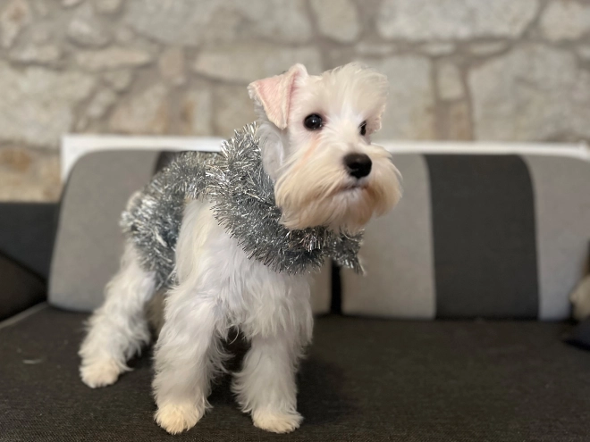 Miniature Schnauzer puppy for sale