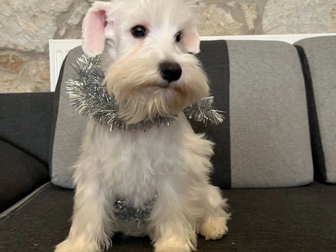 Miniature Schnauzer puppy for sale