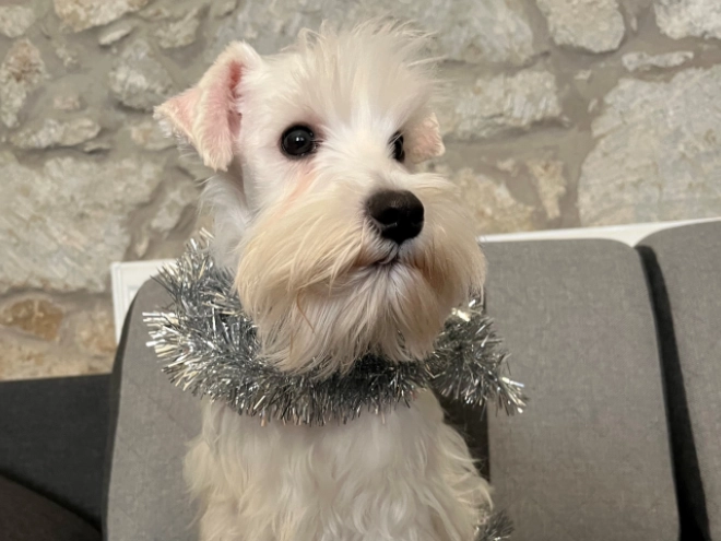 Miniature Schnauzer puppy for sale