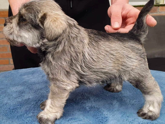 Zwergschnauzer Welpe kaufen