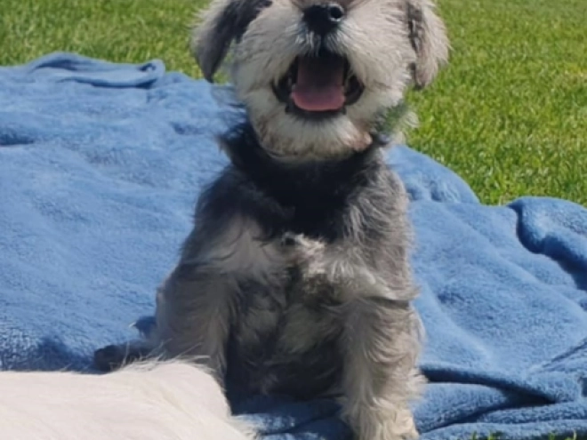 Perros Schnauzer Miniatura en venta