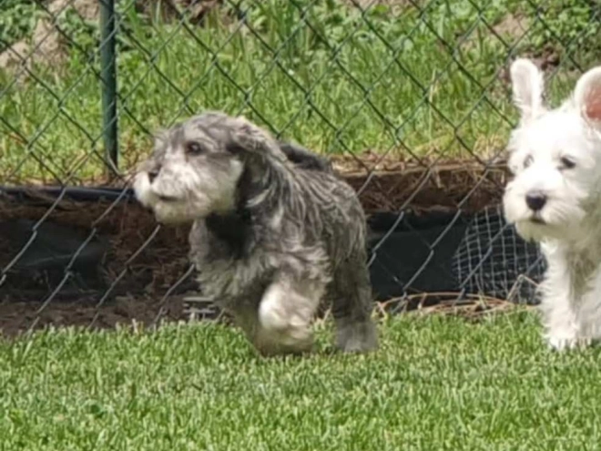 Perros Schnauzer Miniatura en venta
