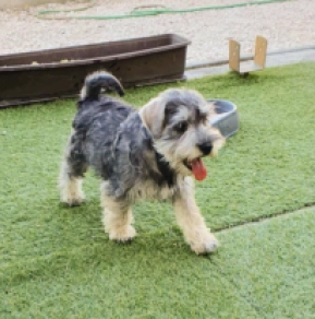 Perros Schnauzer Miniatura en venta