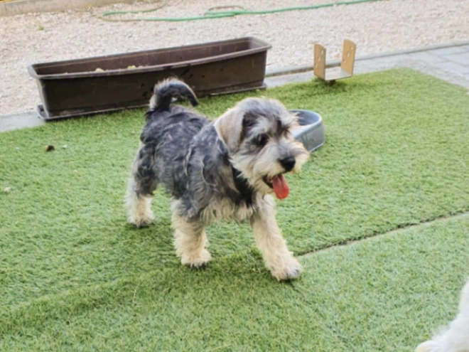 Perros Schnauzer Miniatura en venta