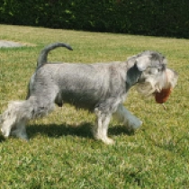 Genuine, salt and pepper Zwergschnauzer Welpen kaufen