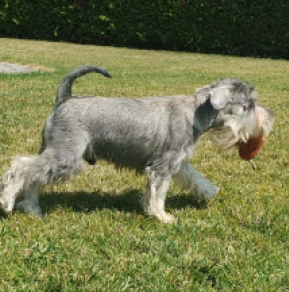 Perros Schnauzer Miniatura en venta