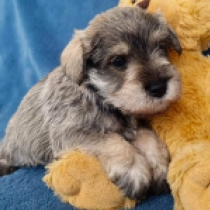 Genuine, salt and pepper Miniature Schnauzer for sale