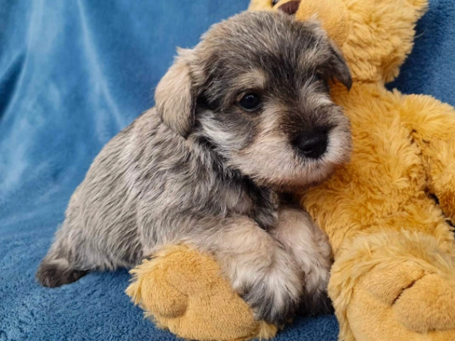 Zwergschnauzer Welpe kaufen