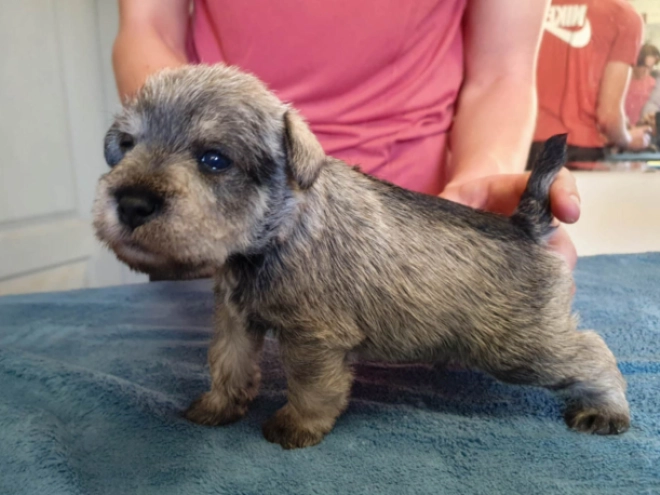 Zwergschnauzer Welpe kaufen