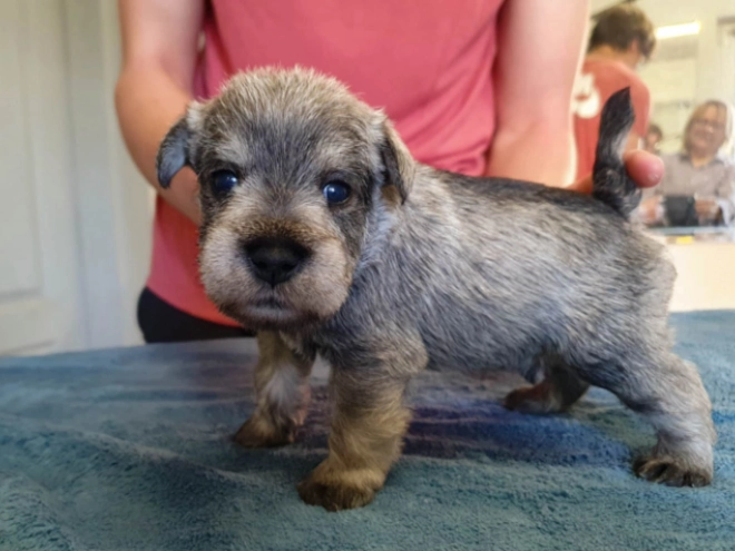 Zwergschnauzer Welpe kaufen