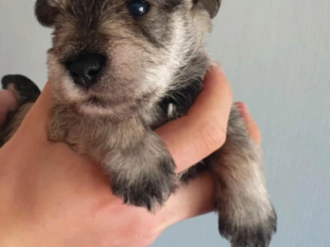 Zwergschnauzer Welpe kaufen