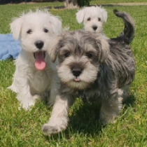 Genuine, salt and pepper Miniature Schnauzer for sale